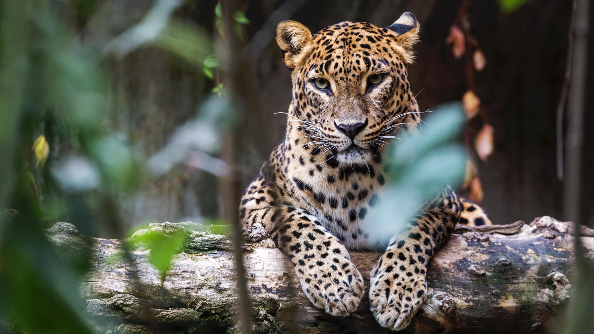 Explore the Untamed Beauty of Sri Lanka's National Parks